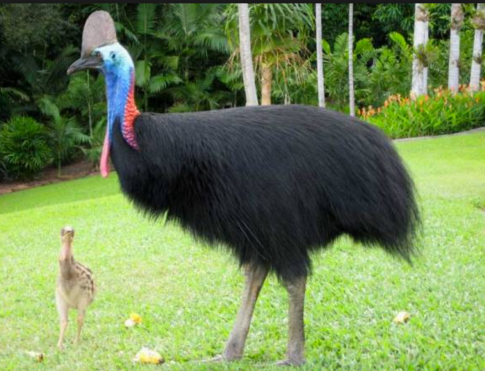 screen-shot-2017-02-12-at-12-11-59-pm